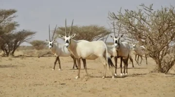 محمية عروق بني معارض تسجل إنجازاً تاريخياً كأول تراث طبيعي سعودي باليونسكو